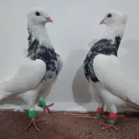 سلام دوتا نر طوقی با نرتاب شادگان