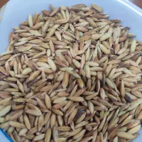 شلتوک بذری
