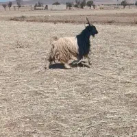 دوبر۴سال فروشی