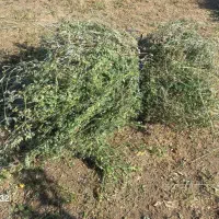 یونجه