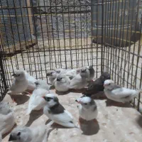 جوجه مرغ عشق وجوجه فنچ نوک تازه رنگ گرفته