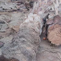 برش وقطع همه درختان نخل گز کنار گهور کلاتوس|خدمات باغبانی و درختکاری|ایرانشهر, |دیوار