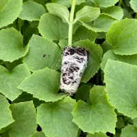 نشا گوجه بادمجان هندوانه ملون جانا و...|خدمات باغبانی و درختکاری|جیرفت, |دیوار