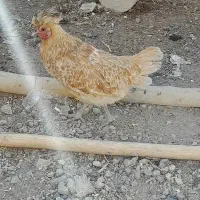 مرغ کاکُلی تخم گذار