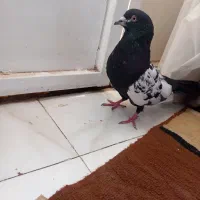 کفتر سینه ای