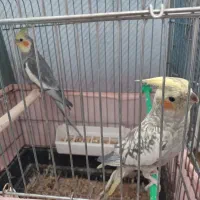 یک جفت عروس هلندی