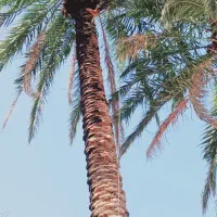 کارگرنخل توان
