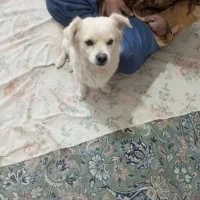 فروش سگ پامرین روباهی