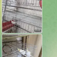 عروس هلندی فنچ گلدین وبنگالی|پرنده|فولادشهر, فولادشهر|دیوار