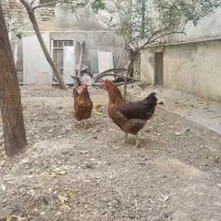 مرغ و خروس