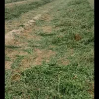 یونجه خوشک بدون علف۴۰۰۰۰
