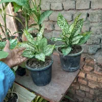 فروش گلهای آپارتمانی.حراجج|گل و گیاه طبیعی|گنبد کاووس, |دیوار