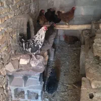 فروشی سالم وسرحال وچاغ