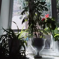سه عدد گل|گل و گیاه طبیعی|اهر, |دیوار