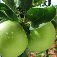 پیشفروش نهال سیب سبز