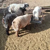 بره نر و قوچ|حیوانات مزرعه|شیراز, محمدیه|دیوار