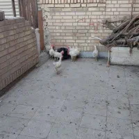 خروس