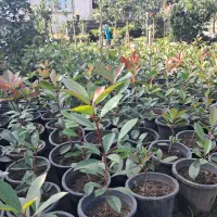 گلکاری باغبانی فضای سبز|خدمات باغبانی و درختکاری|واجارگاه, |دیوار