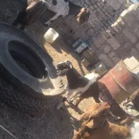 خرمشهر|حیوانات مزرعه|باوی, |دیوار