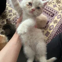 گربه پرشین و اسکاتیش