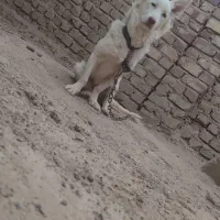 سگ پاکوتاه|سگ|زابل, |دیوار