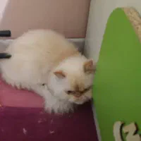 گربه پرشین سوپر فلت|گربه|صدرا-فارس, فاز ۱|دیوار