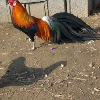جوجه فونیکس