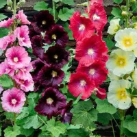 بذر های تازه باغچه ای رسید