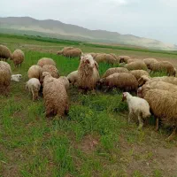 قوچ ورن|حیوانات مزرعه|ماهیدشت, |دیوار
