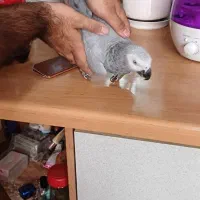 کاسکو پر صحبت باهوش درشت شاه تخم زیبا|پرنده|تهران, اسکندری|دیوار