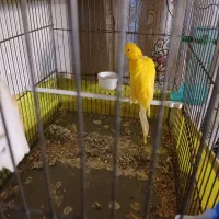 قناری نر قرص|پرنده|ری, حمزهآباد|دیوار