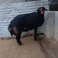 قوچ|حیوانات مزرعه|گنبد کاووس, |دیوار