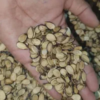 خریدار تخم کلاله نقدی