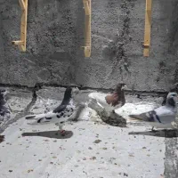 کبوتر|پرنده|برازجان, |دیوار