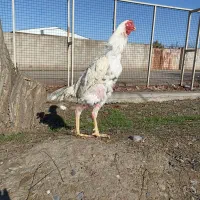 خروس لاری اصل افغان