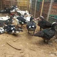 فروش تعدادی اردک اسراییلی