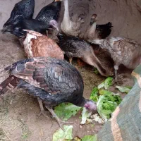 ۶عدد بوقلموبه فروش میرسد|حیوانات مزرعه|خوی, |دیوار