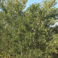 زیتون|خدمات باغبانی و درختکاری|زاهدان, |دیوار