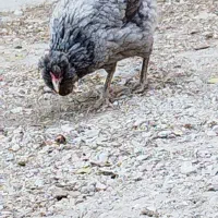 چند عدد مرغ