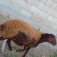 گوسفند شیشک 10عدد با دو عدد بز پاکستانی