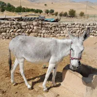 خر الاغ فروشی ماده