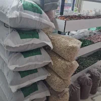 مغزگردو|حراج|ساوه, |دیوار