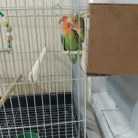 طوطی برزیلی