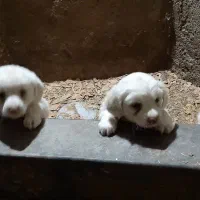 سگ پامر شیتزو|سگ|خوانسار, |دیوار