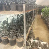 فروش زاموفیلیا|گل و گیاه طبیعی|گلوگاه بابل (گلیا), |دیوار