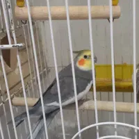 عروس هلندی نر و ماده|پرنده|تبریز, |دیوار