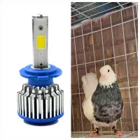 قناری .کبوتر. عروس هلندی . معاوضه با هدلایت