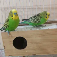 اسباب بازی|اسباب‌بازی بچه|شادگان, |دیوار