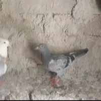 دسته کبوتر