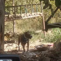 واگذاری پیتبول ماده ۱۱ ماهه|سگ|هشتگرد, تهران دشت|دیوار